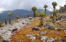 The mountain is filled with some occasional plants such as Carduus Afromontane, Romulea keniensis, Ardisiandra wettsteinii, and much more The mountain is filled with some occasional plants such as Carduus Afromontane, Romulea keniensis, Ardisiandra wettsteinii, and much more.